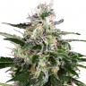 Семена каннабиса  Snow White Amsterdam feminised Ganja Seeds