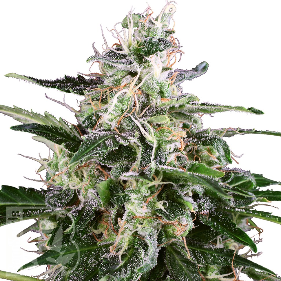 Семена каннабиса  Snow White Amsterdam feminised Ganja Seeds