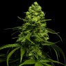 Семена каннабиса  Snow White Amsterdam feminised Ganja Seeds