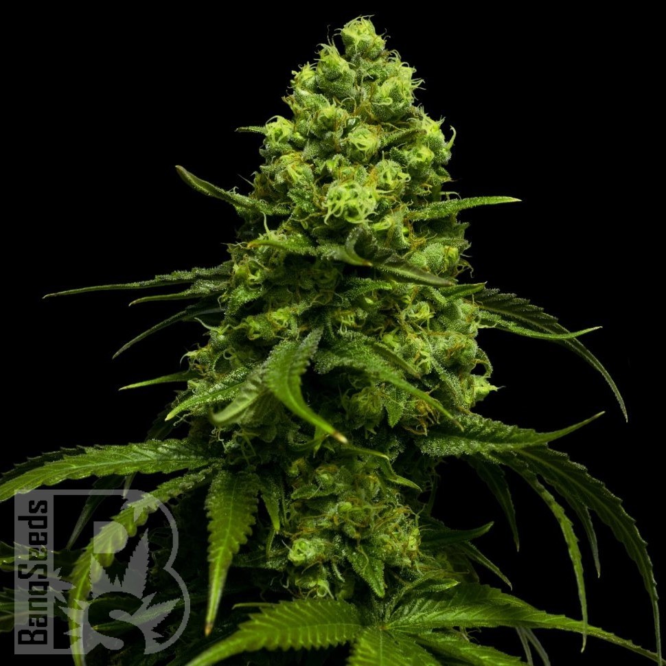 Семена каннабиса  Snow White Amsterdam feminised Ganja Seeds