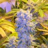 Семена  Auto Northern Lights regular Ganja Seeds