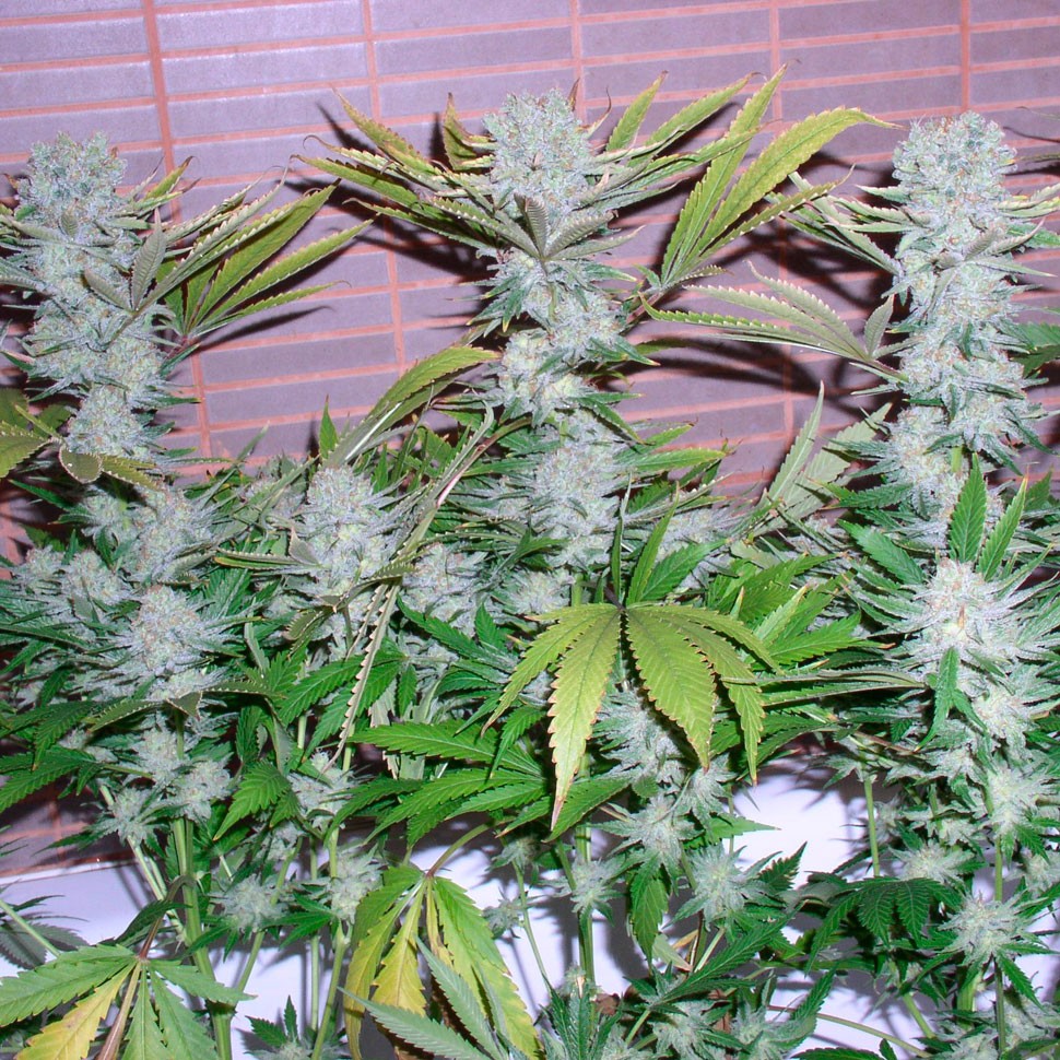 Семена  Auto Northern Lights regular Ganja Seeds