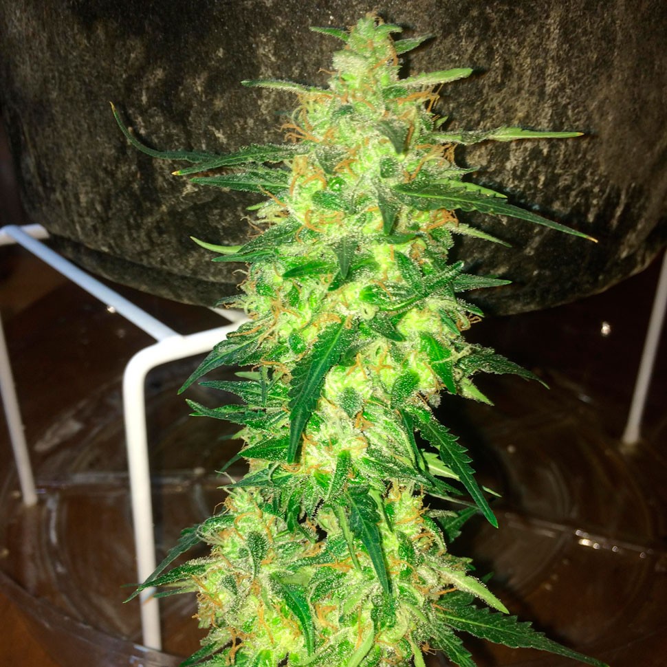 Семена  Auto Northern Lights regular Ganja Seeds