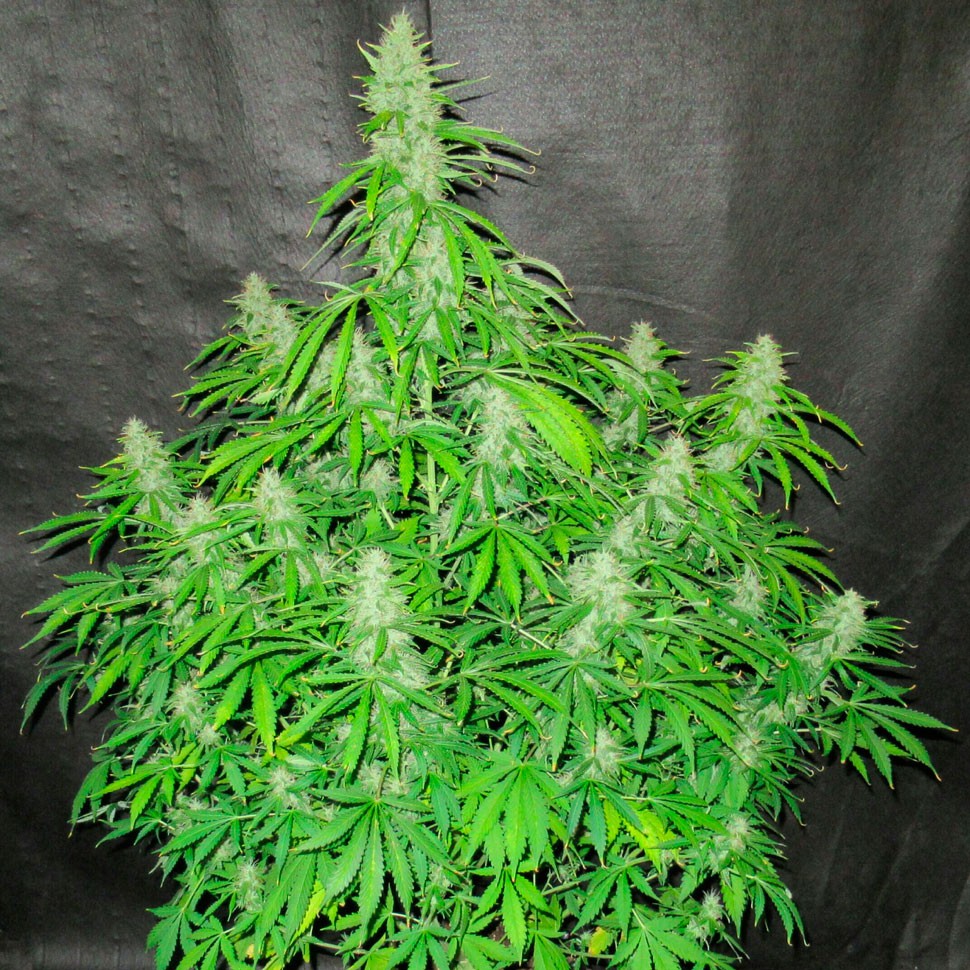 Семена  Auto Northern Lights regular Ganja Seeds