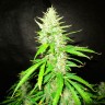 Семена  Auto Northern Lights regular Ganja Seeds