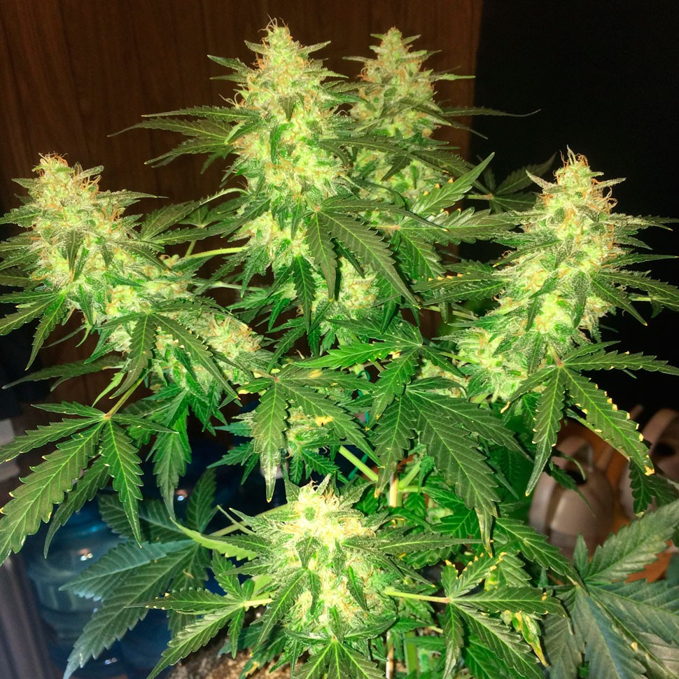 Семена  Auto Northern Lights regular Ganja Seeds