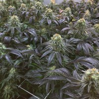 NHL Diesel feminised Victory Seeds