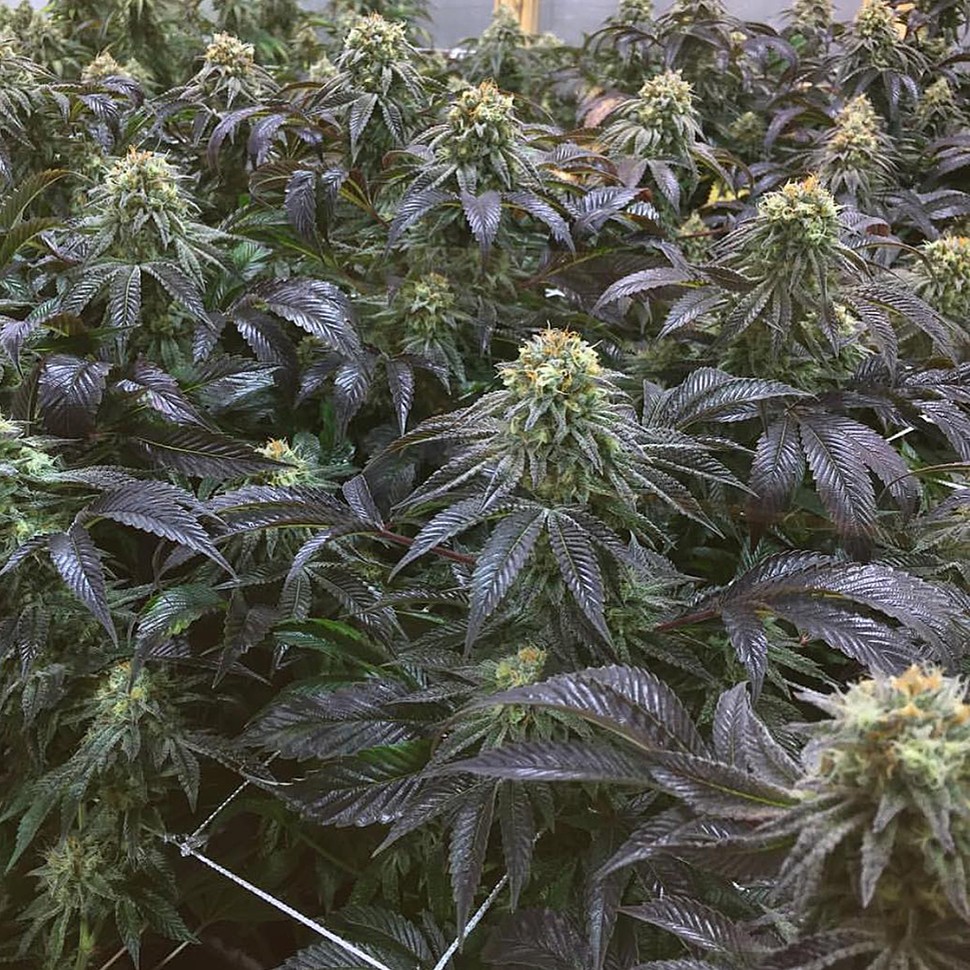 Семена марихуаны  NHL Diesel feminised Victory Seeds