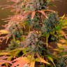 семена конопли Auto Night Queen feminised Ganja Seeds
