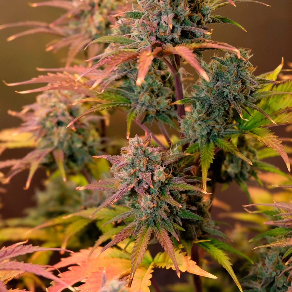 Семена каннабиса  Auto Night Queen feminised Ganja Seeds