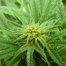 Blue Himalaya feminised Ganja Seeds