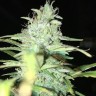 Blue Himalaya feminised Ganja Seeds