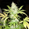 Blue Himalaya feminised Ganja Seeds