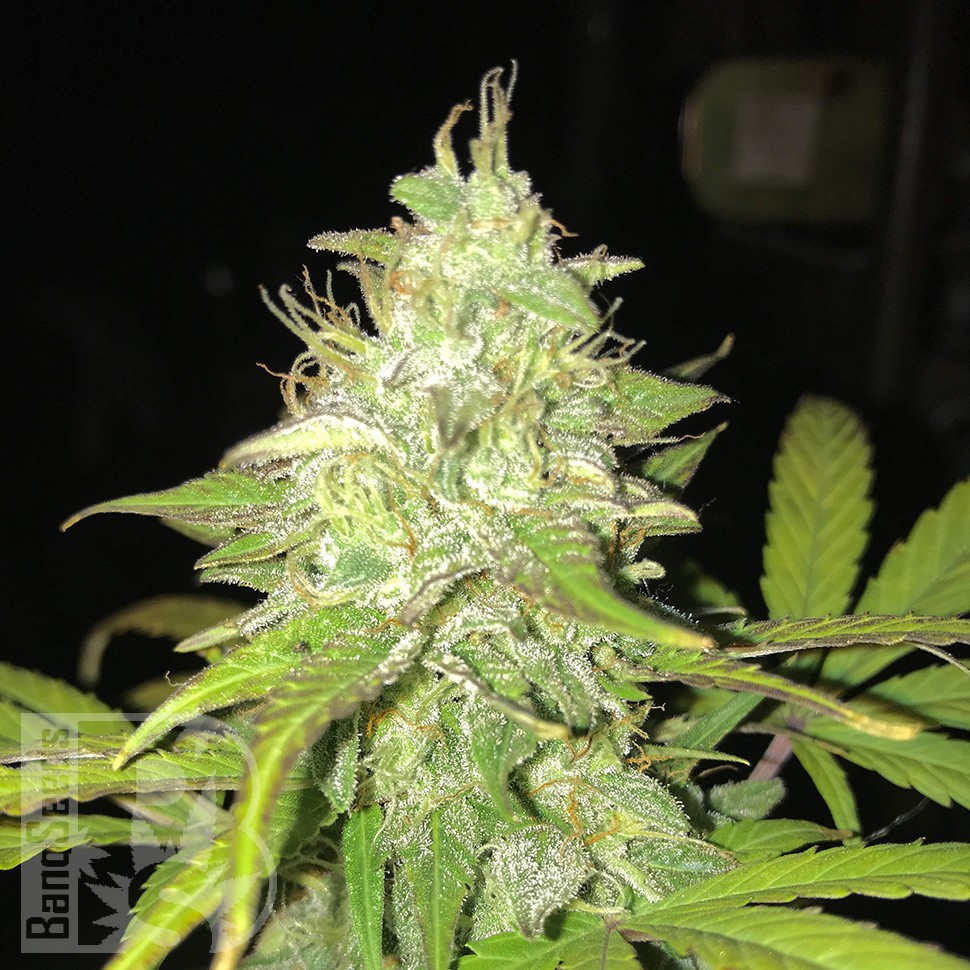 Blue Himalaya feminised Ganja Seeds