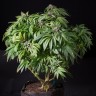 Семена  Sour Mango feminised Ganja Seeds