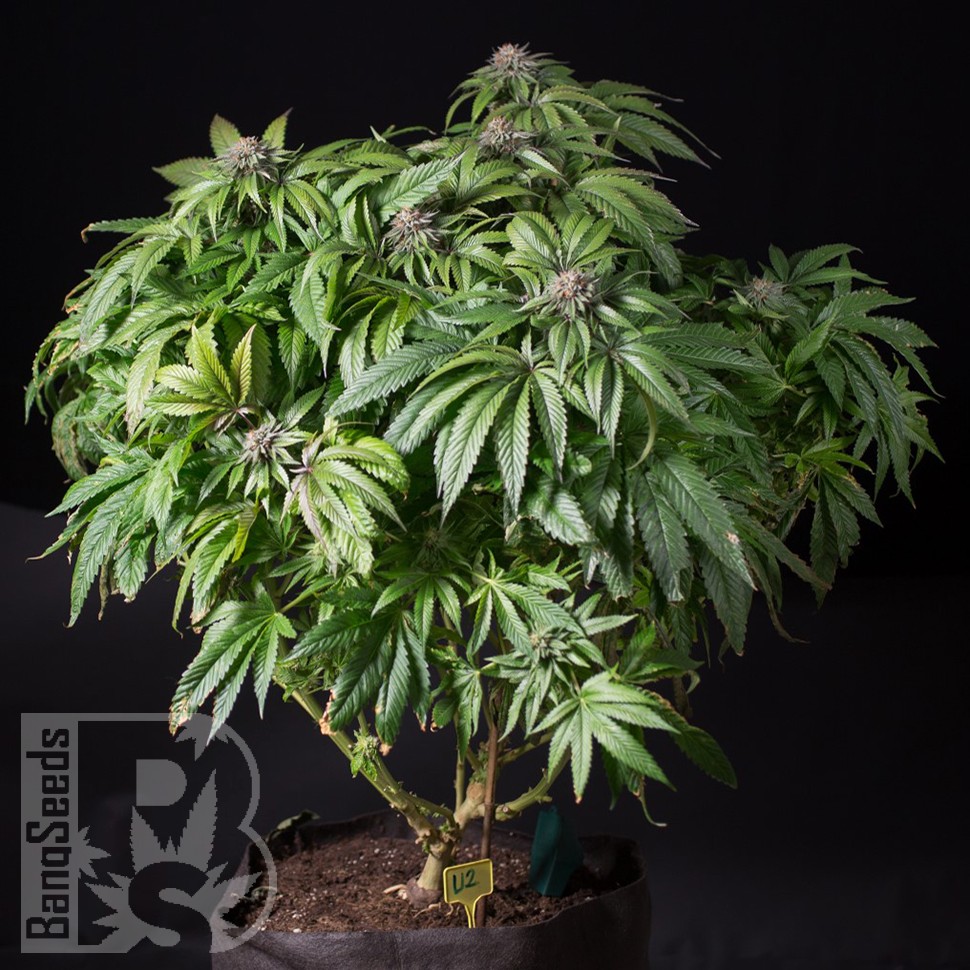 Семена  Sour Mango feminised Ganja Seeds
