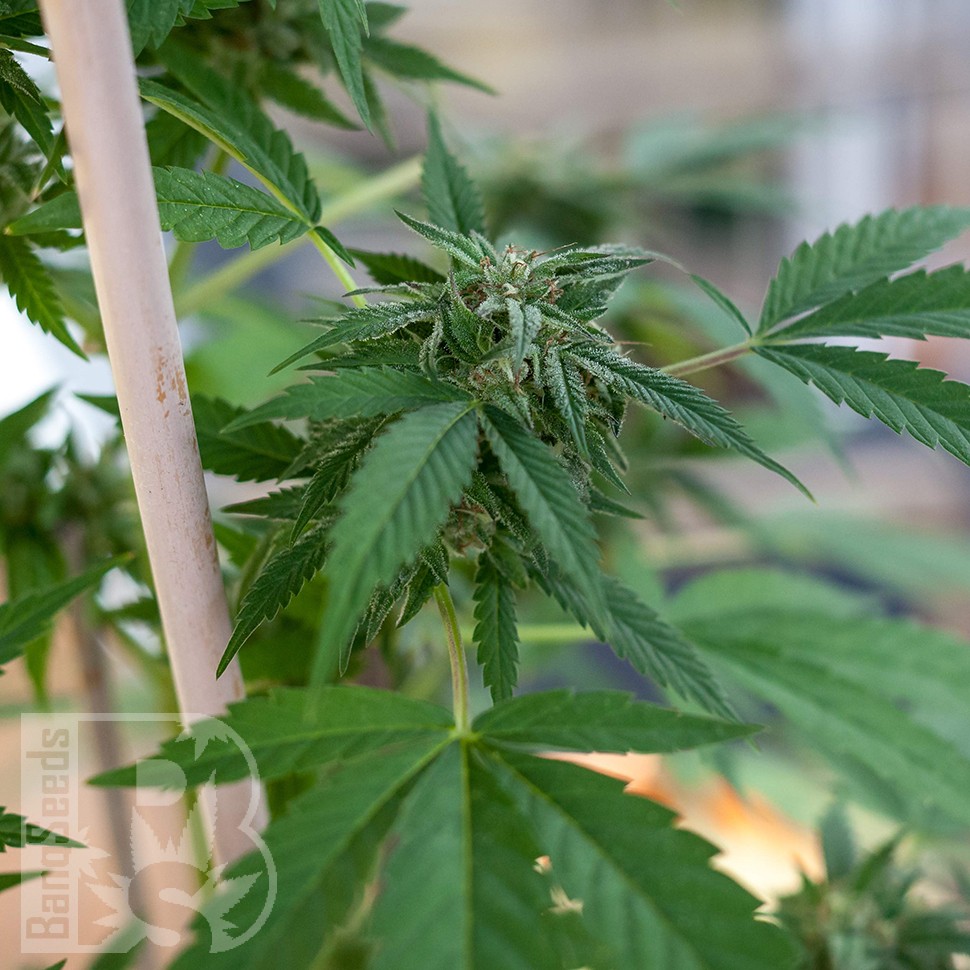 Семена  Sour Mango feminised Ganja Seeds