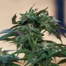 Семена  Sour Mango feminised Ganja Seeds