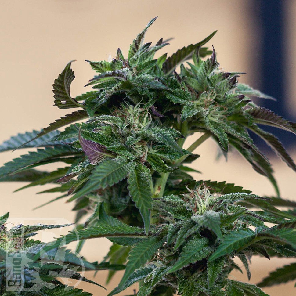 Семена  Sour Mango feminised Ganja Seeds
