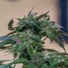 Семена  Sour Mango feminised Ganja Seeds