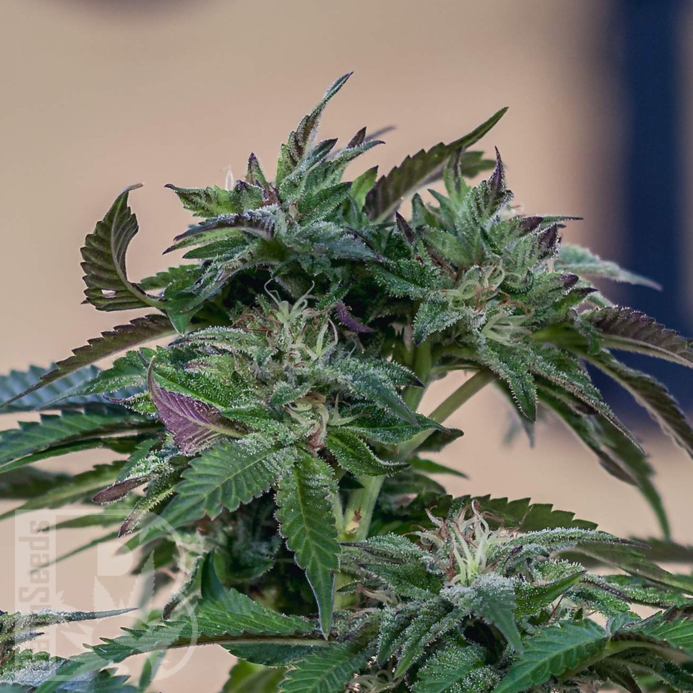 Семена  Sour Mango feminised Ganja Seeds