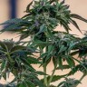 Семена  Sour Mango feminised Ganja Seeds