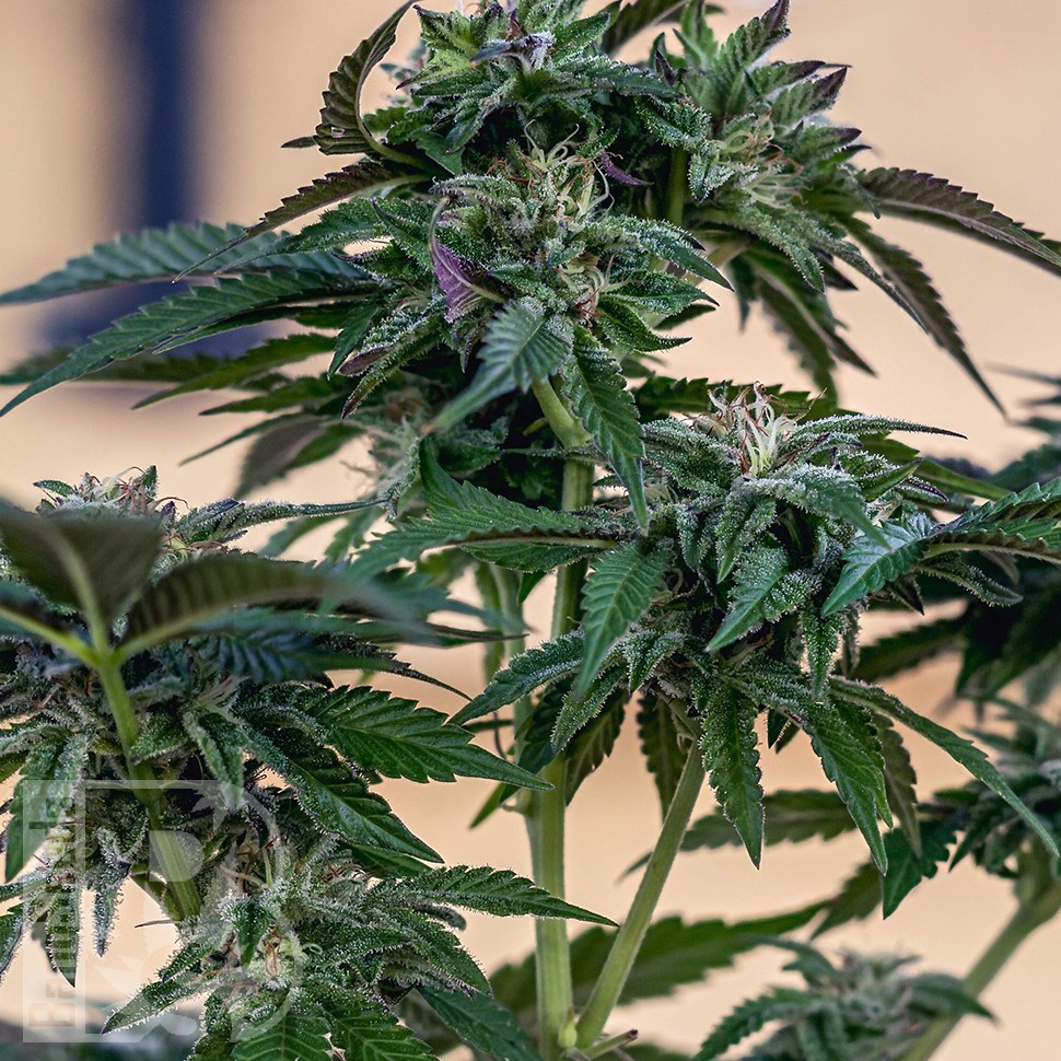 Семена  Sour Mango feminised Ganja Seeds