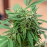 Семена  Sour Mango feminised Ganja Seeds