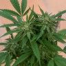 Семена  Sour Mango feminised Ganja Seeds