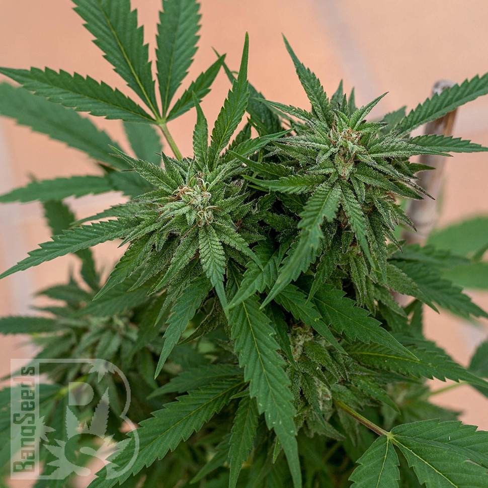 Семена  Sour Mango feminised Ganja Seeds