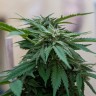 Семена  Sour Mango feminised Ganja Seeds