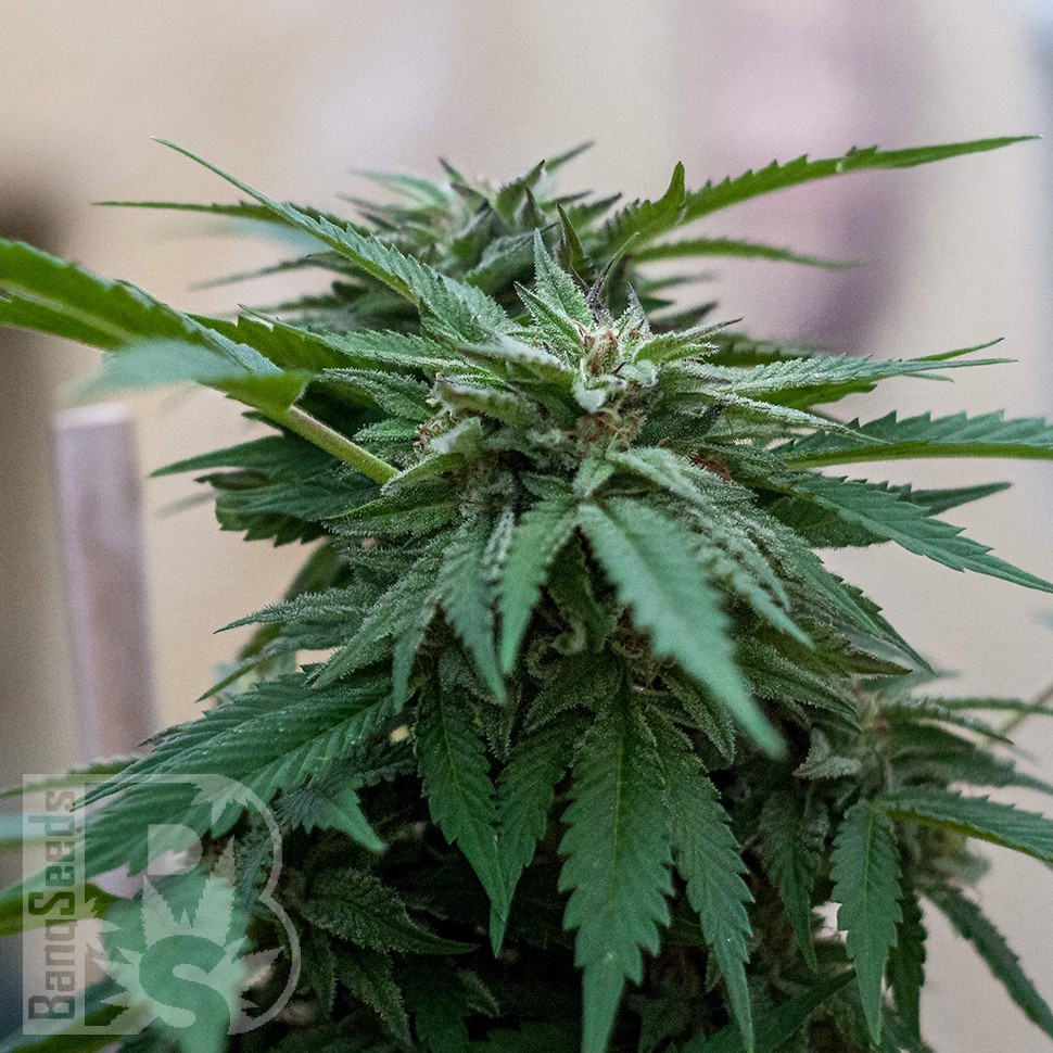 Семена  Sour Mango feminised Ganja Seeds