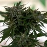 Семена  Sour Mango feminised Ganja Seeds