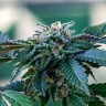Семена  Sour Mango feminised Ganja Seeds