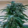 Семена  Sour Mango feminised Ganja Seeds