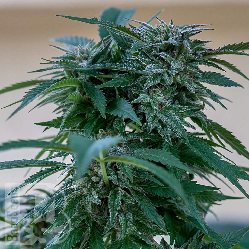 Семена  Sour Mango feminised Ganja Seeds
