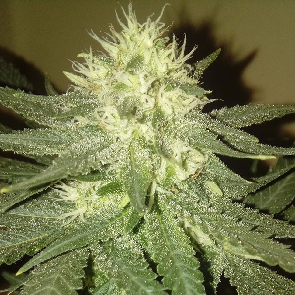 Семена  Kings Kush regular Ganja Seeds