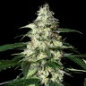 заказать семена конопли Kali Mist feminised