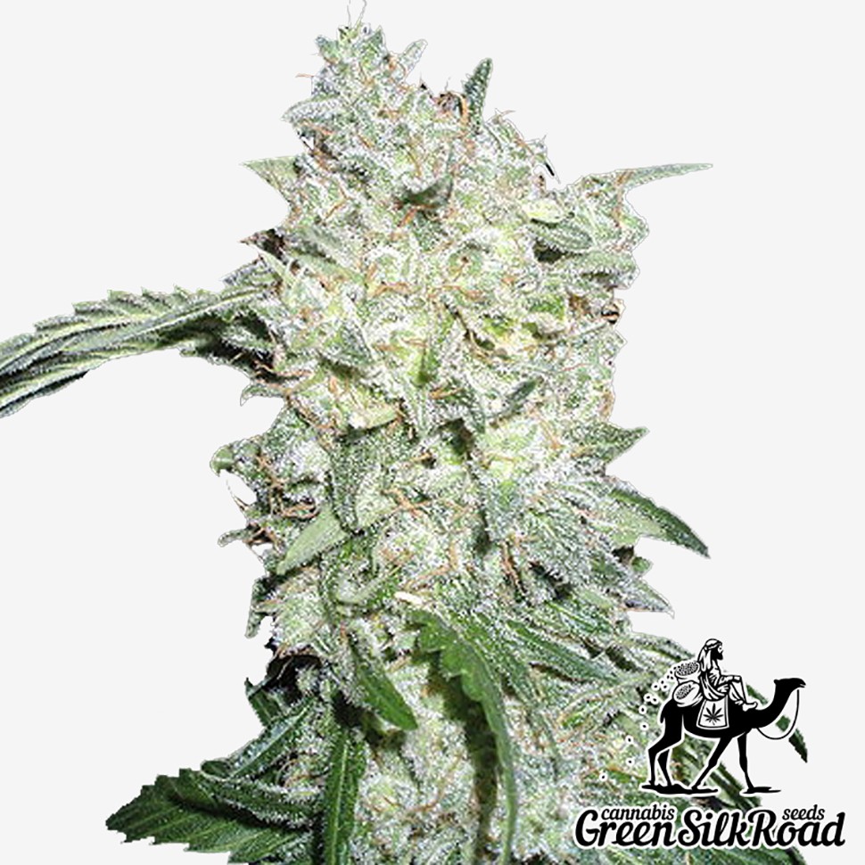 Семена марихуаны  Kali Mist feminised Green Silk Road Seeds