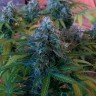 Blue Mango feminised Ganja Seeds