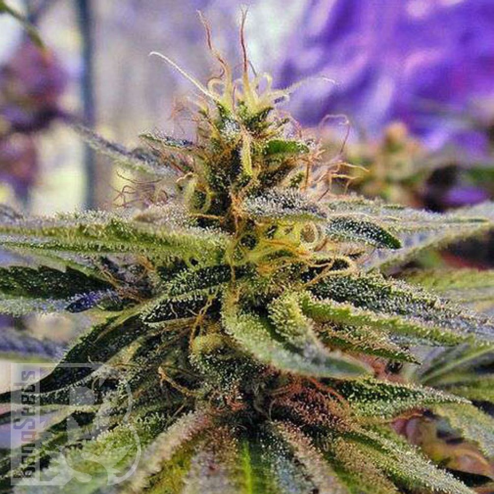 Семена марихуаны  Sticky Blue feminised Ganja Seeds