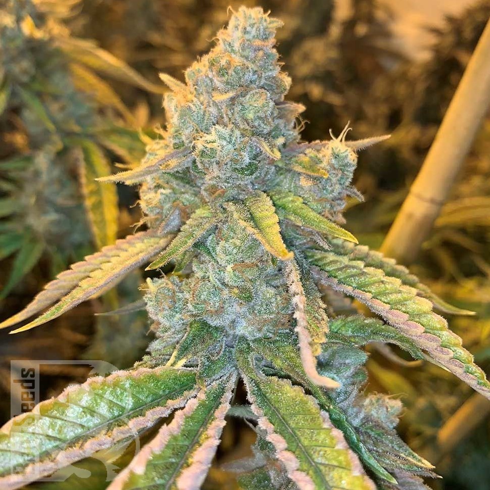 Семена марихуаны  Sticky Blue feminised Ganja Seeds