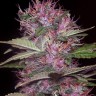 Семена марихуаны  Sticky Blue feminised Ganja Seeds