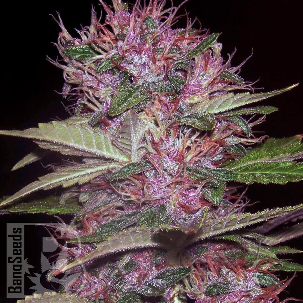 Семена марихуаны  Sticky Blue feminised Ganja Seeds