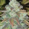 Семена марихуаны  Sticky Blue feminised Ganja Seeds
