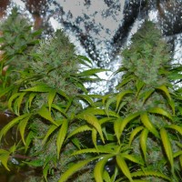 La Blanca regular Ganja Seeds