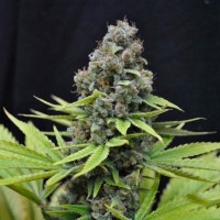 Auto S.A.D. (Sweet Afgani Delicious) feminised Ganja Seeds