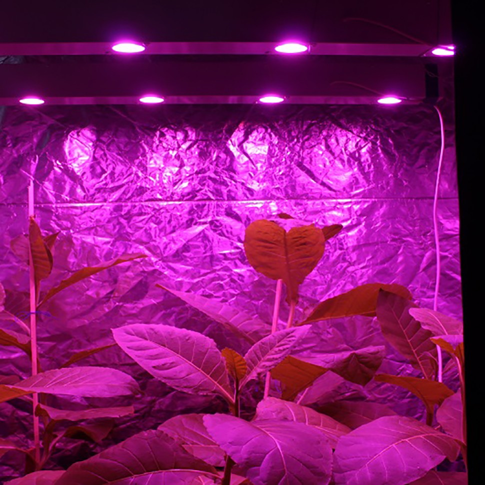 Линейный светодиодный фитосветильник LED Союз 5 для марихуаны