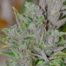 Blue Power feminised Ganja Seeds