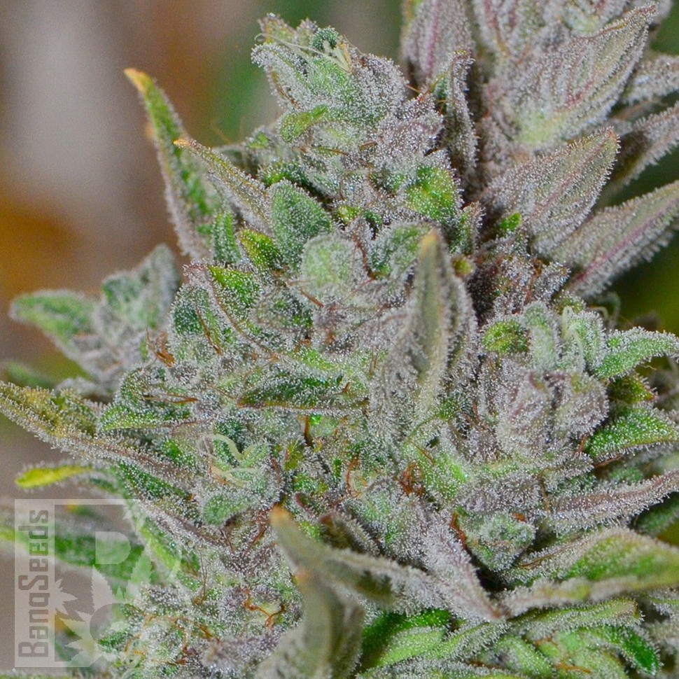 Blue Power feminised Ganja Seeds